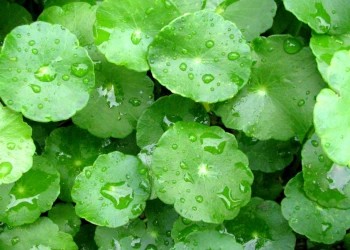Bài thuốc dân gian chữa say nắng, sốt cao, đau vú từ rau má