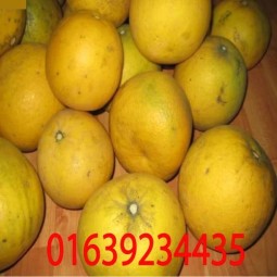Chuyên cung cấp sỉ lẻ bưởi diễn tại Hà Nội